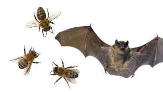 An illustration of a bat and some bees | Photo: Andreas Häuslbetz/iStock Photo; Todd Cravens/Unsplash